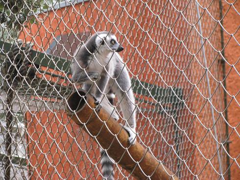 Lémuriens de Madagascar 1