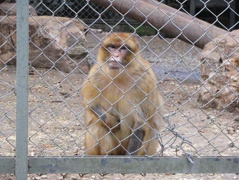 Macaque de Rhésus 1