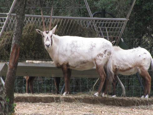 Oryx d`Arabie 2