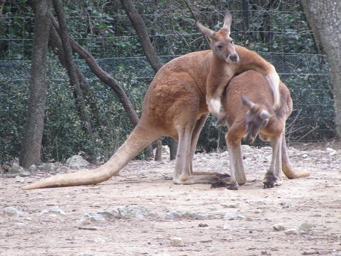 kangourou roux 1