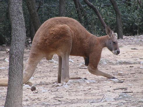 kangourou roux 2
