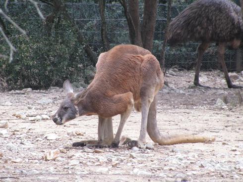 kangourou roux 3