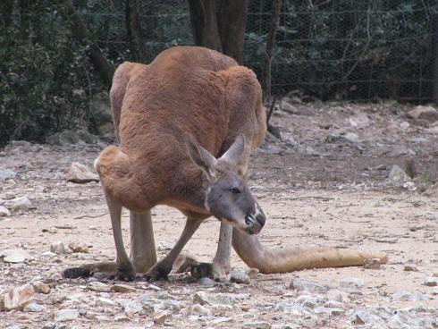 kangourou roux 4