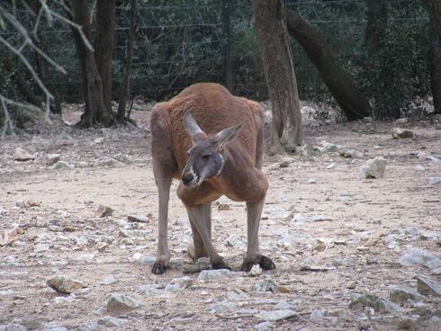 kangourou roux 5