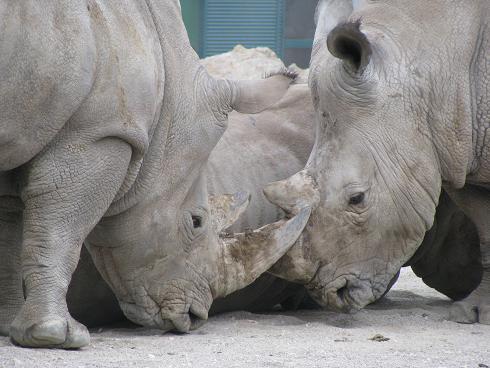 rhinocéros blanc 8