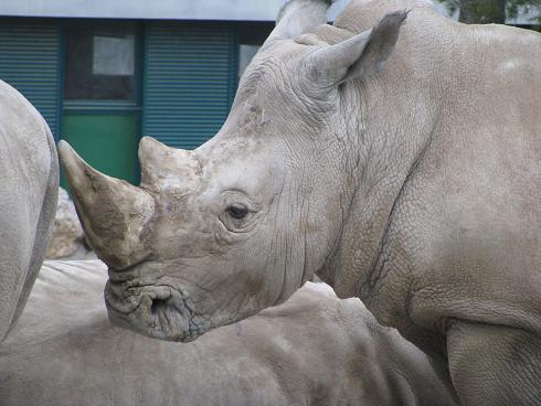 rhinocéros blanc 9