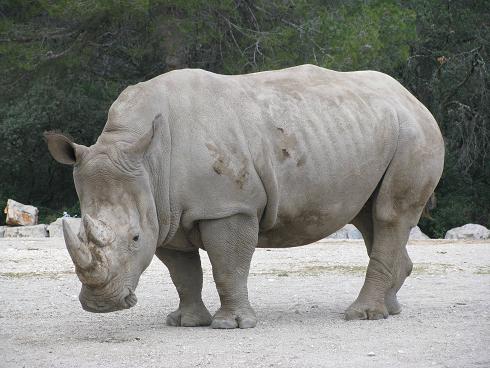 rhinocéros blanc 13