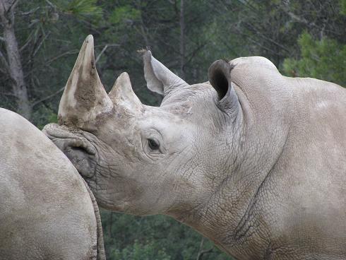 rhinocéros blanc 14