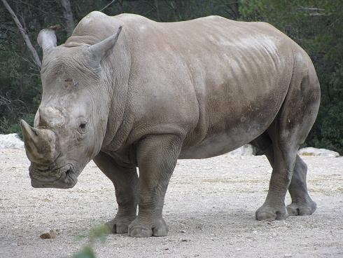 rhinocéros blanc 15