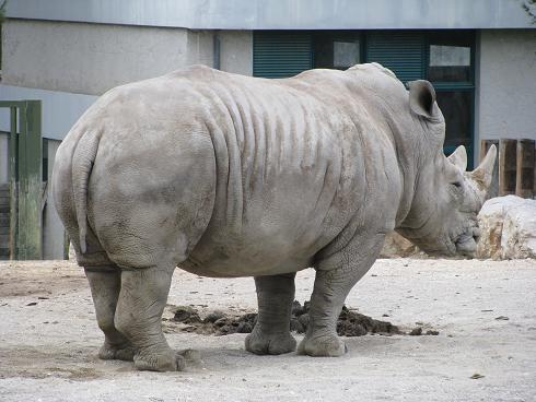 rhinocéros blanc 16