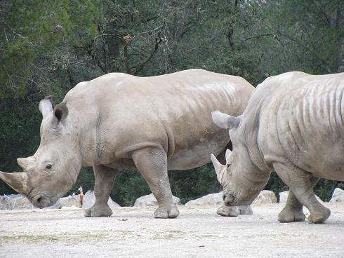 rhinocéros blanc 17