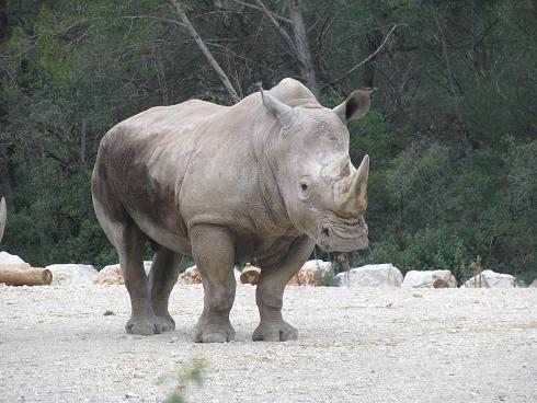 rhinocéros blanc 18