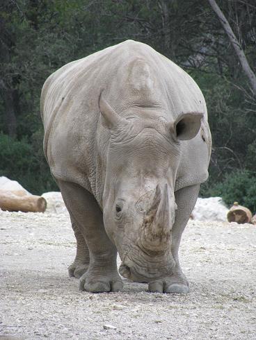 rhinocéros blanc 19