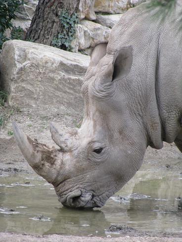 rhinocéros blanc 20