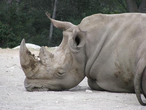 rhinocéros blanc 1