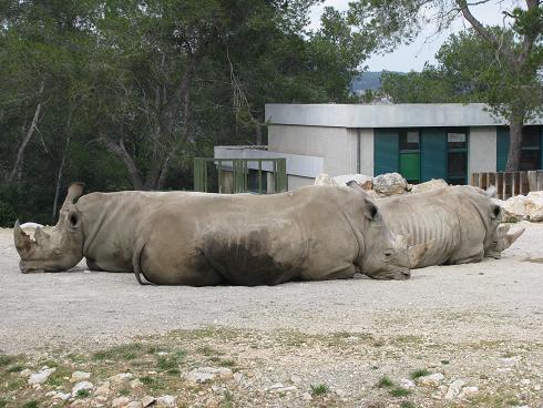 rhinocéros blanc 2
