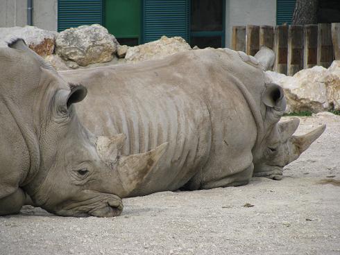 rhinocéros blanc 3