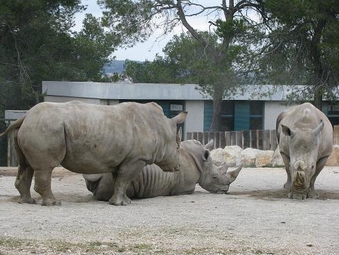 rhinocéros blanc 7